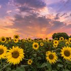 Sonnenblumen im Sonnenuntergang 