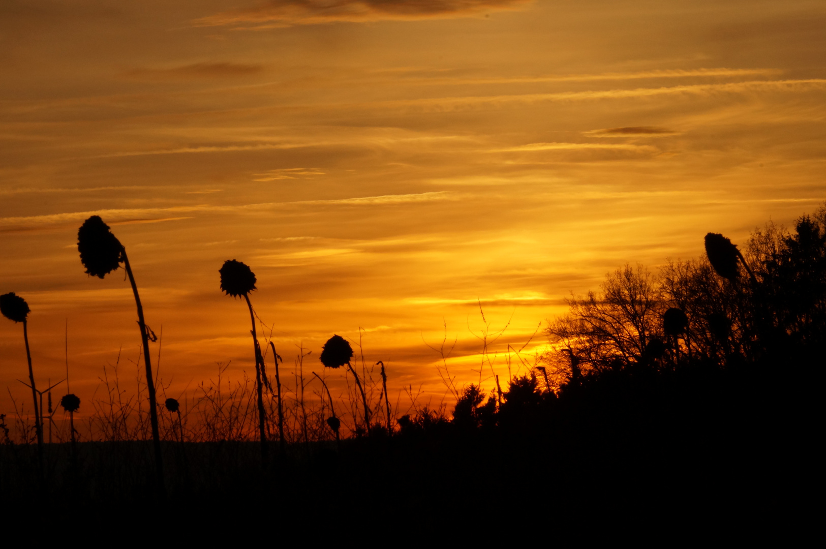 Sonnenblumen im Sonnenuntergang