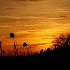 Sonnenblumen im Sonnenuntergang