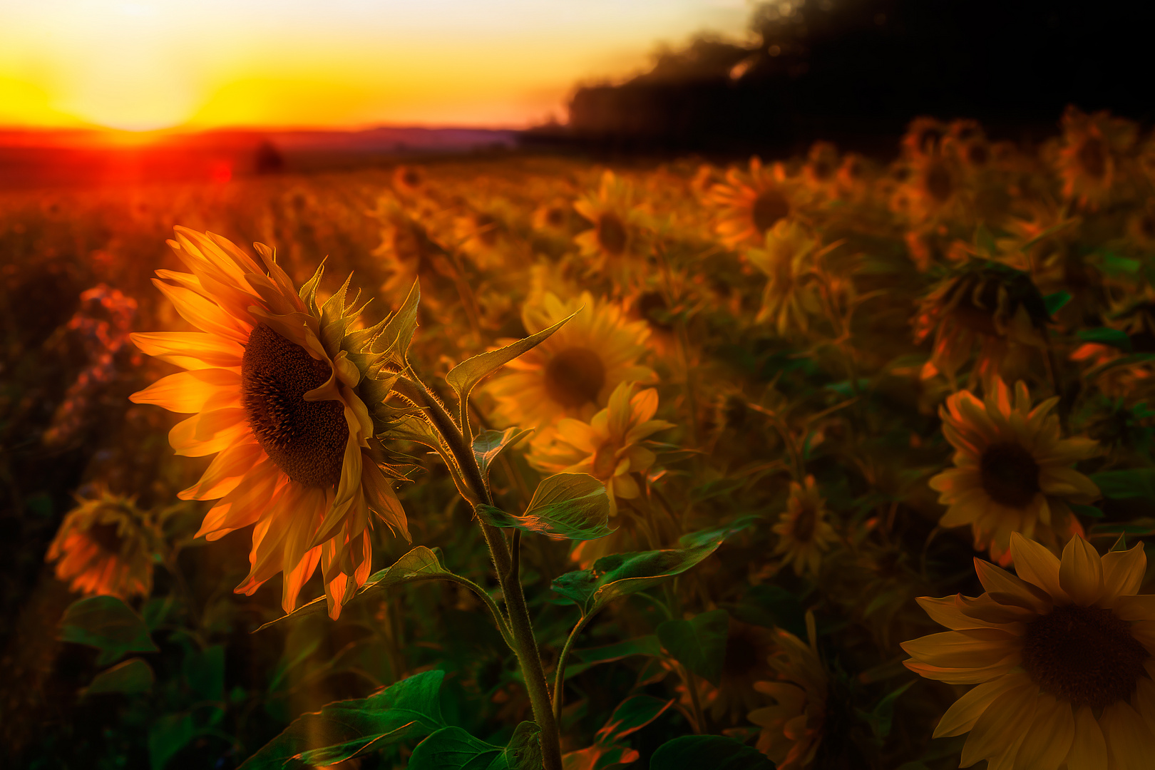 Sonnenblumen im Sonnenuntergang