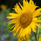 Sonnenblumen im Spätsommer