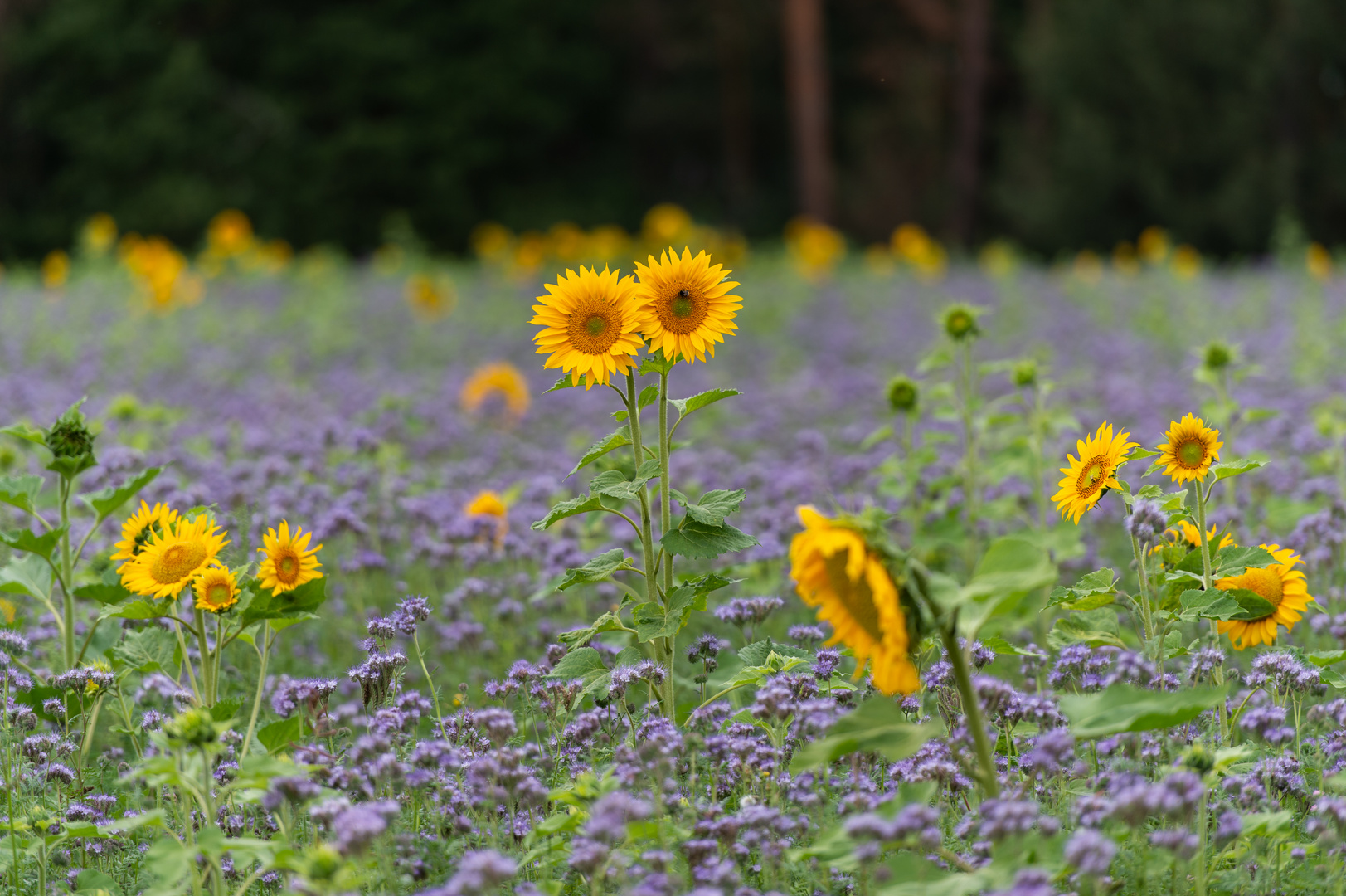 Sonnenblumen im Spätsommer