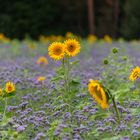 Sonnenblumen im Spätsommer