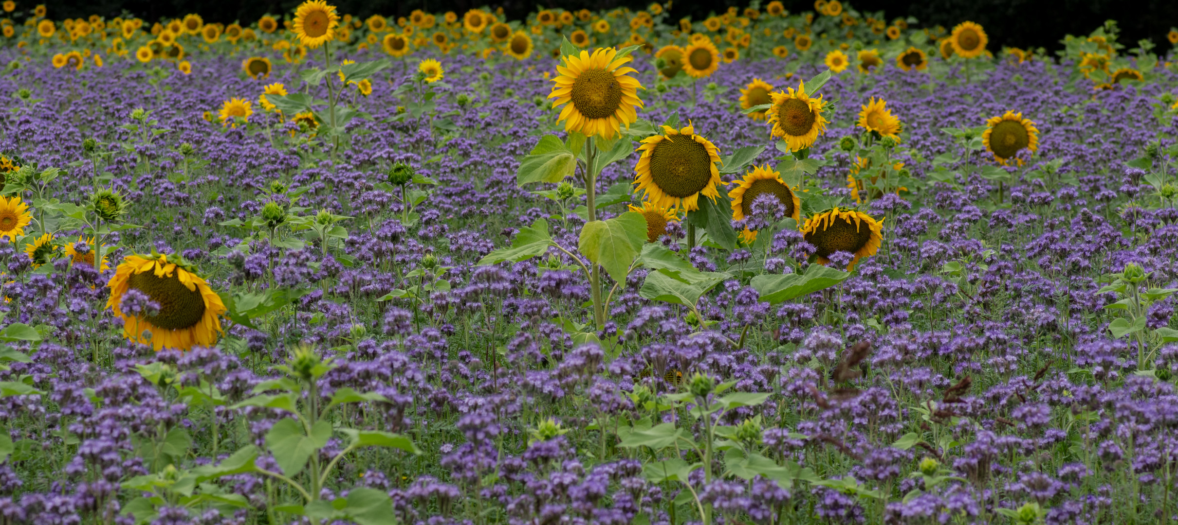 Sonnenblumen im Spätsommer