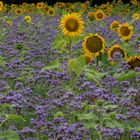 Sonnenblumen im Spätsommer