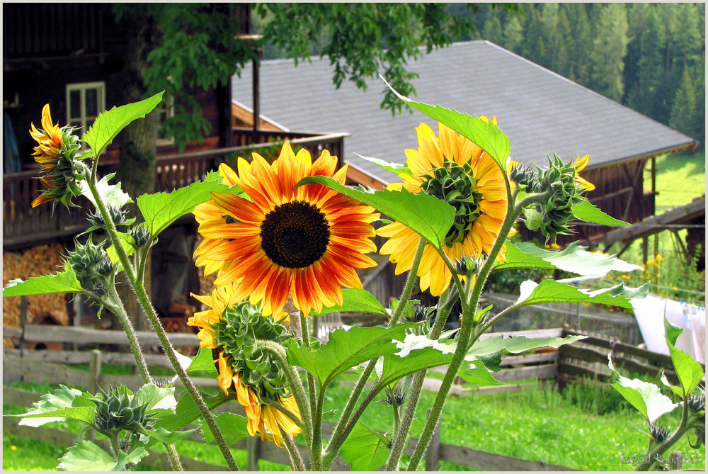 Sonnenblumen im Ultental