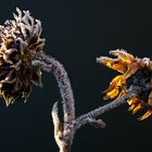 Sonnenblumen im Wandel