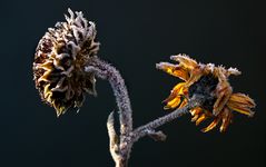 Sonnenblumen im Wandel