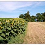 Sonnenblumen im Weinviertel