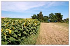 Sonnenblumen im Weinviertel