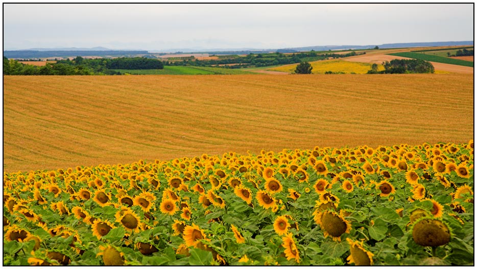 Sonnenblumen im Weinviertel