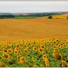 Sonnenblumen im Weinviertel