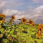 Sonnenblumen im Wind