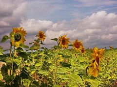 Sonnenblumen im Wind