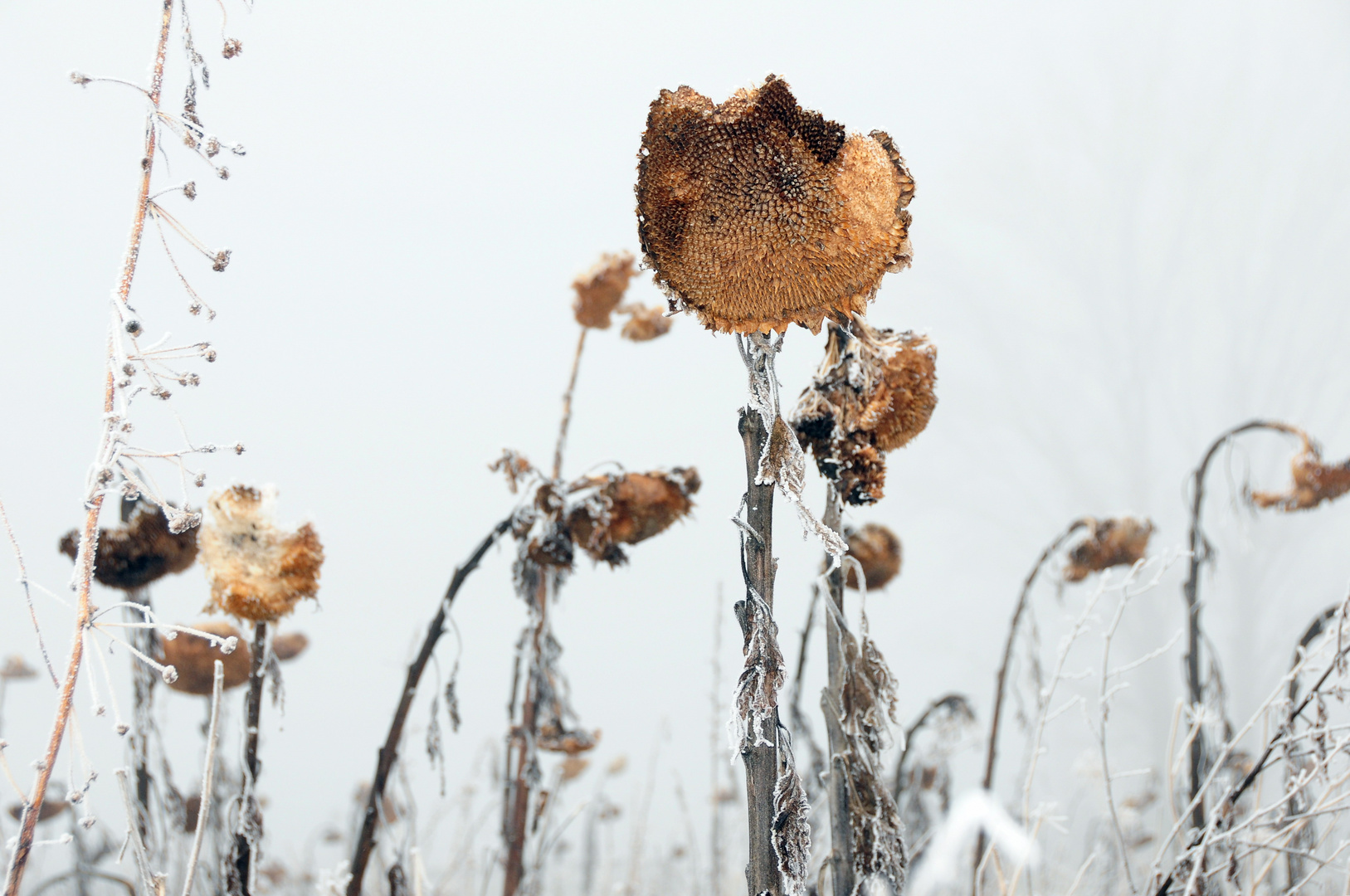 Sonnenblumen im Winter