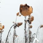 Sonnenblumen im Winter