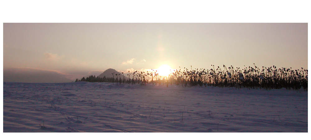 Sonnenblumen im Winter