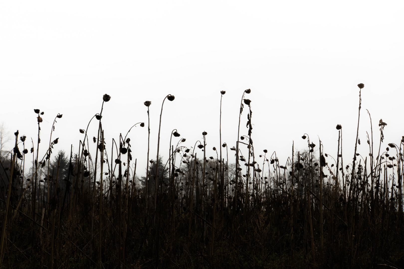 Sonnenblumen im Winter