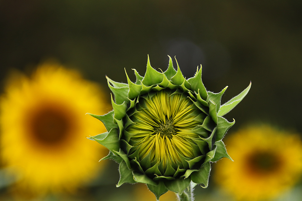 Sonnenblumen-Impression