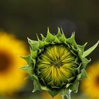 Sonnenblumen-Impression
