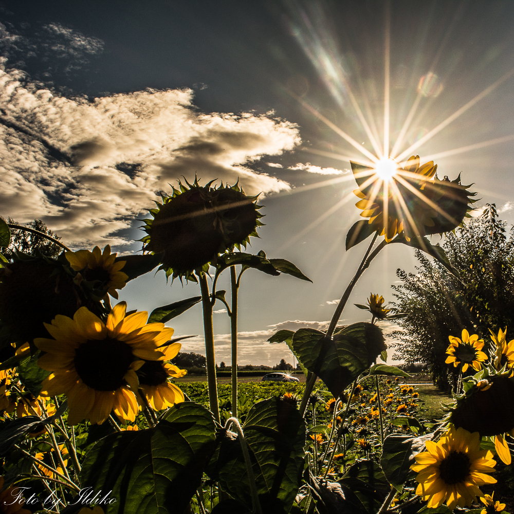 Sonnenblumen in Bietigheim