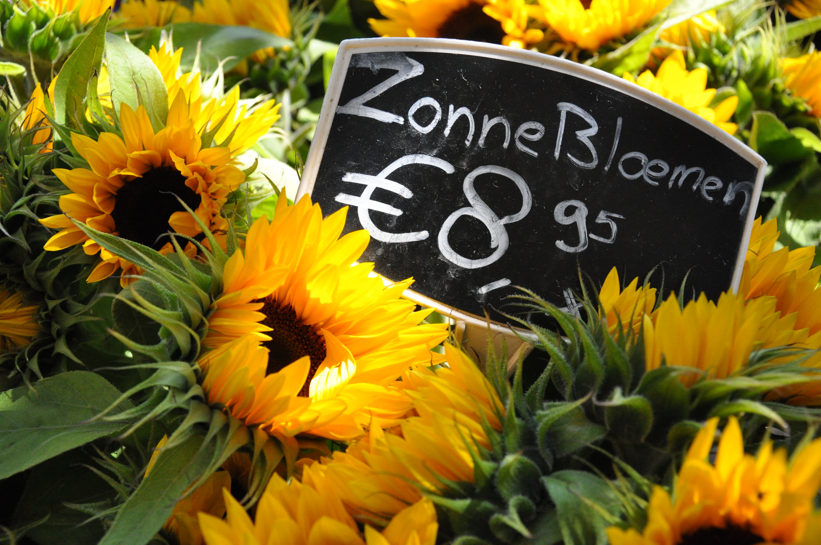 Sonnenblumen in Castricum