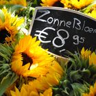 Sonnenblumen in Castricum