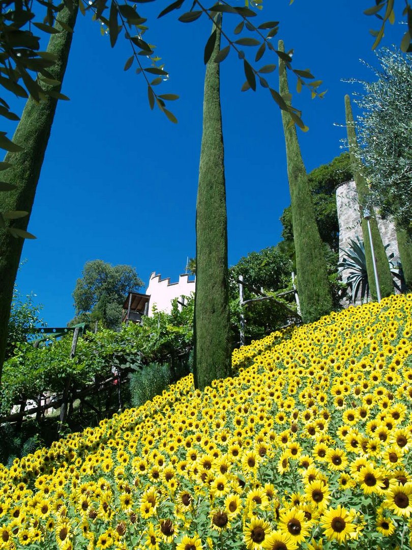 Sonnenblumen in den Gärten von Schloß Trautmansdorf