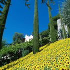 Sonnenblumen in den Gärten von Schloß Trautmansdorf