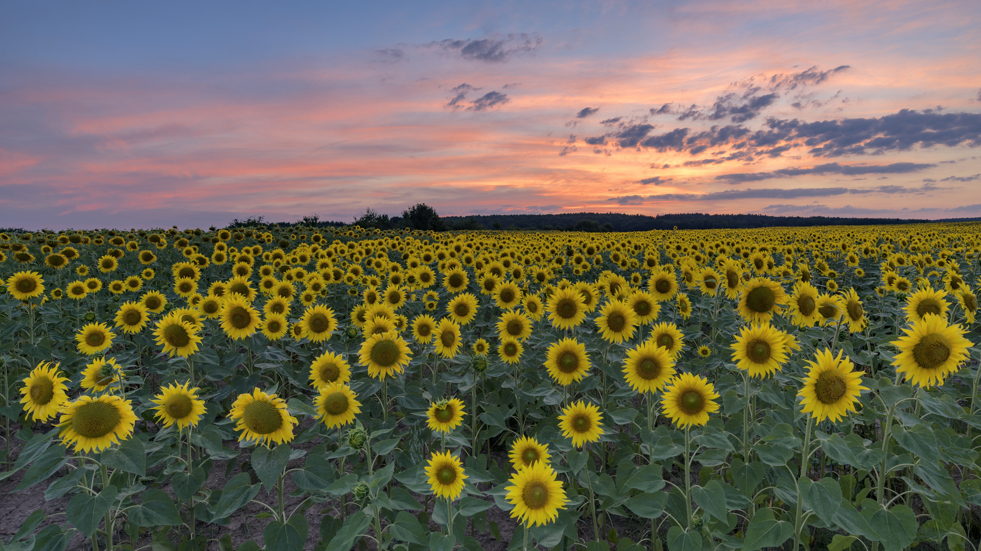 *Sonnenblumen in der Abenddämmerung*