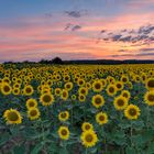 *Sonnenblumen in der Abenddämmerung*