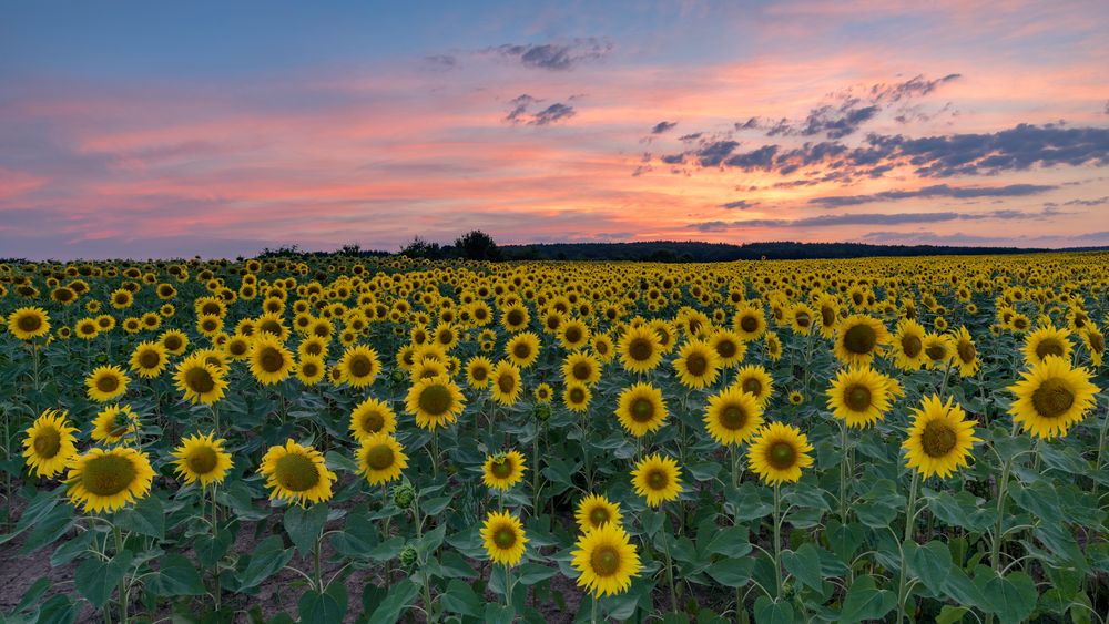 *Sonnenblumen in der Abenddämmerung*