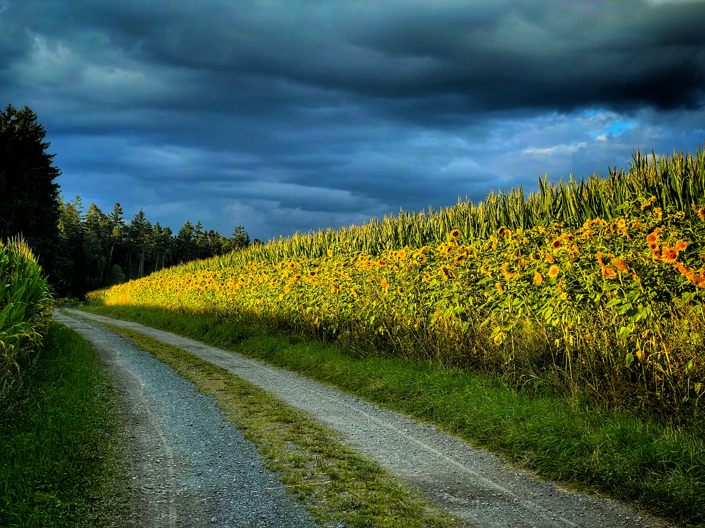 Sonnenblumen in der Abendsonne