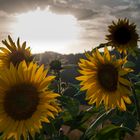 Sonnenblumen in der Abendsonne