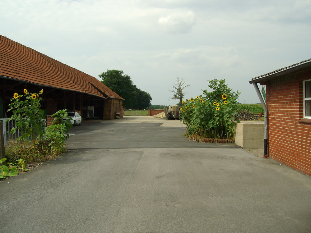 Sonnenblumen in der Bauernschaft Nordholt, nahe Drensteinfurt Walstedde