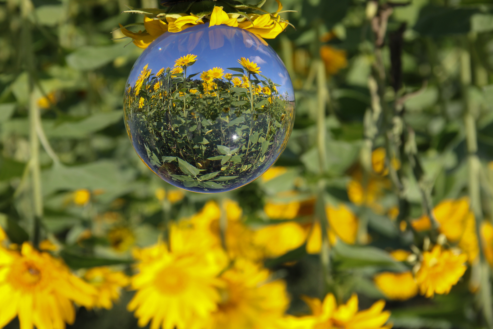  Sonnenblumen in der Glaskugel 