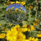  Sonnenblumen in der Glaskugel 