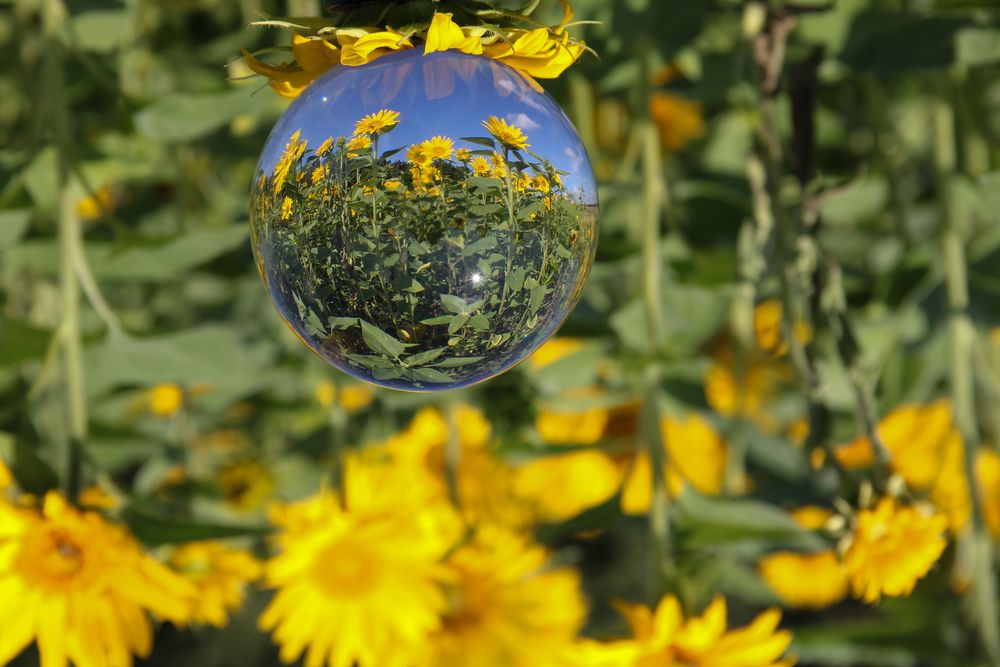 Sonnenblumen in der Glaskugel Foto & Bild spezial, landschaft