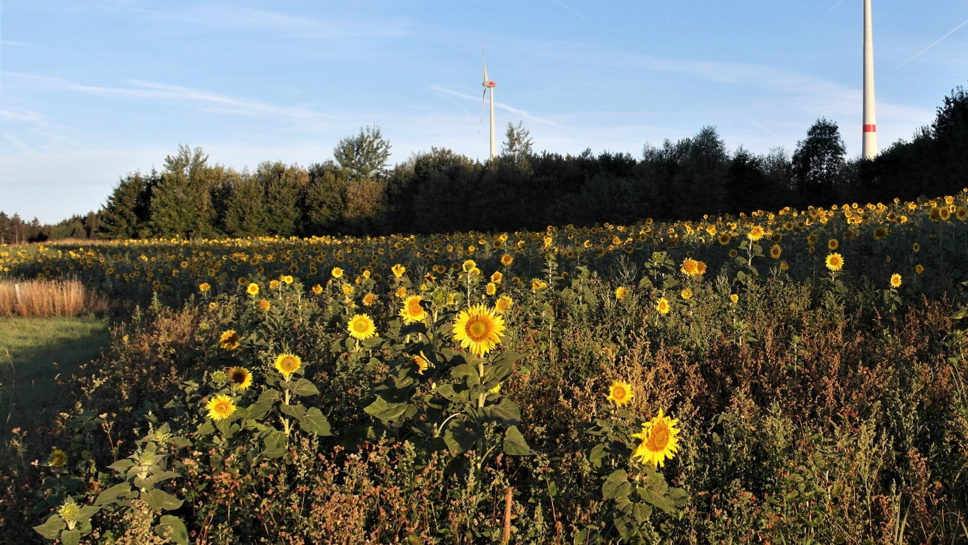 Sonnenblumen in der Honigwiese 13.8.18