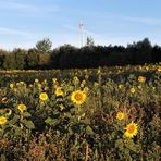 Sonnenblumen in der Honigwiese 13.8.18