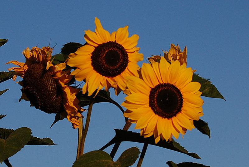 Sonnenblumen in der Morgensonne