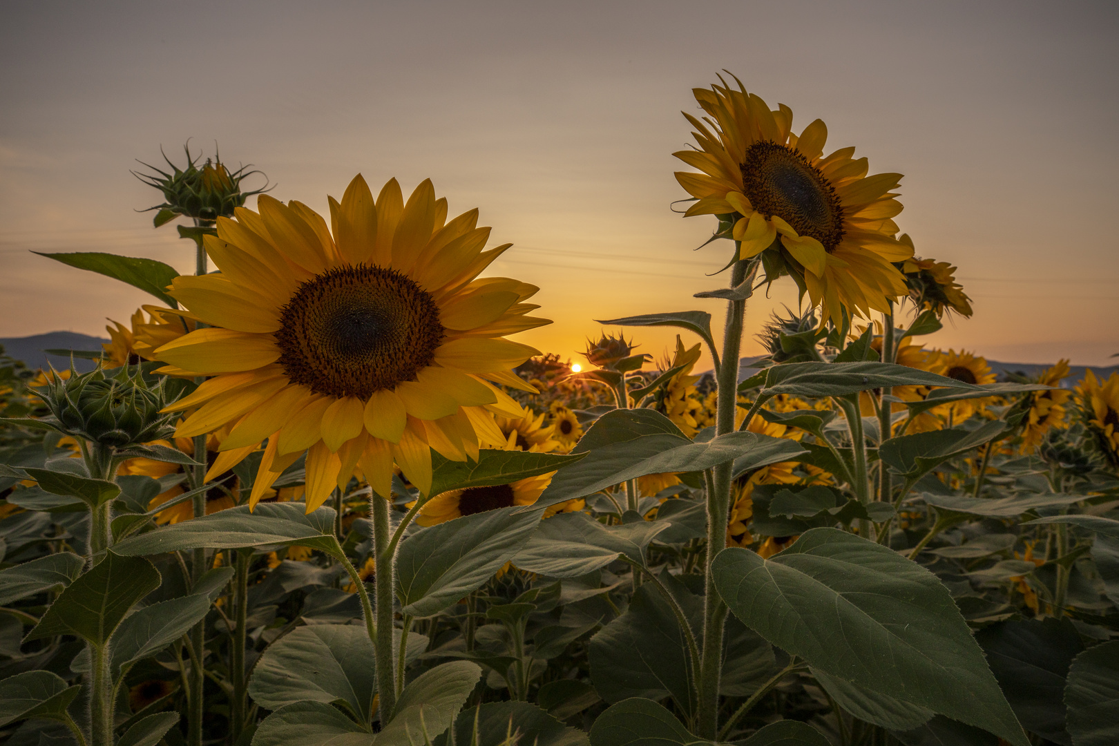 Sonnenblumen in der Pfalz