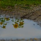 Sonnenblumen in der Pfütze