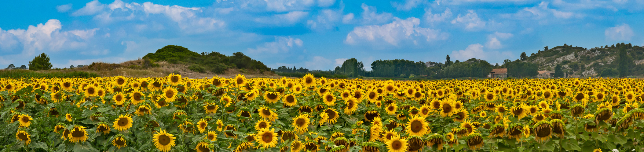 Sonnenblumen in der Provence