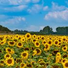 Sonnenblumen in der Provence