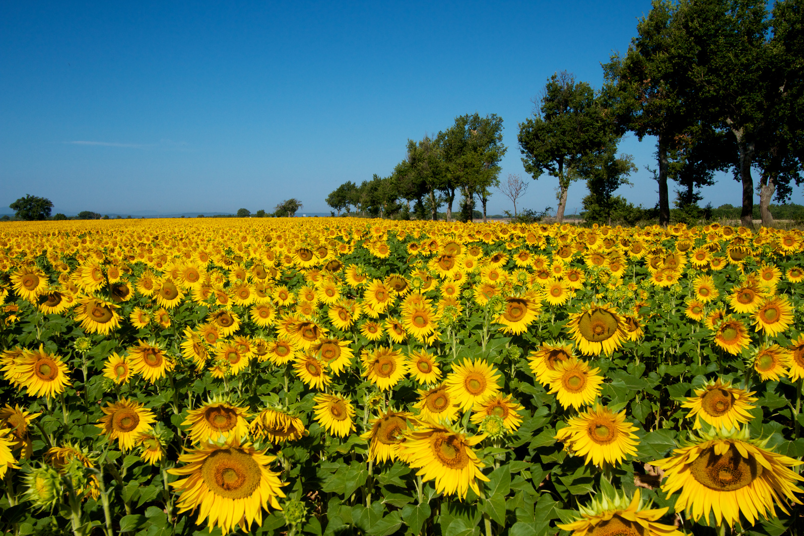 Sonnenblumen in der Provence