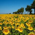 Sonnenblumen in der Provence