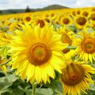 Sonnenblumen in der Sonne