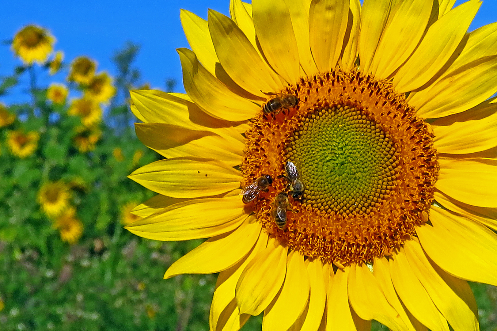 Sonnenblumen in der Sonne ziehen Bienen an