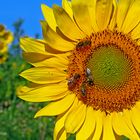 Sonnenblumen in der Sonne ziehen Bienen an